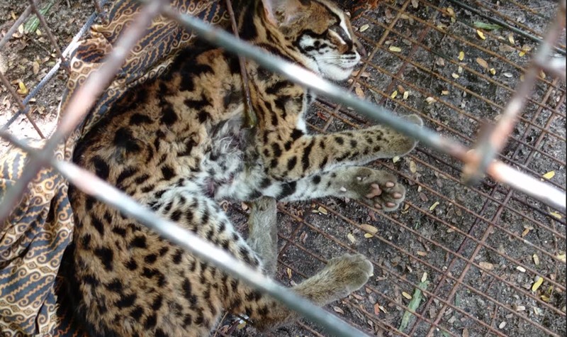 Duel dengan Kucing Kampung, Seekor Kucing Hutan Alami Luka Parah