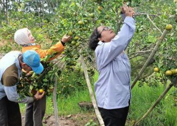 Kecamatan Basarang Potensial Pengembangan Holtikultura