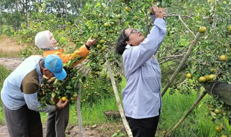 Kecamatan Basarang Potensial Pengembangan Holtikultura
