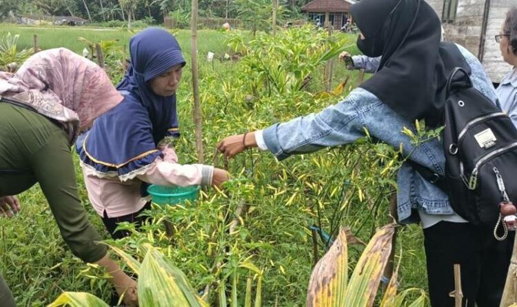 Salah satu kebun lombok milik kelompok tani di Kecamatan Basarang