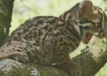 Duel dengan Kucing Kampung, Seekor Kucing Hutan Alami Luka Parah