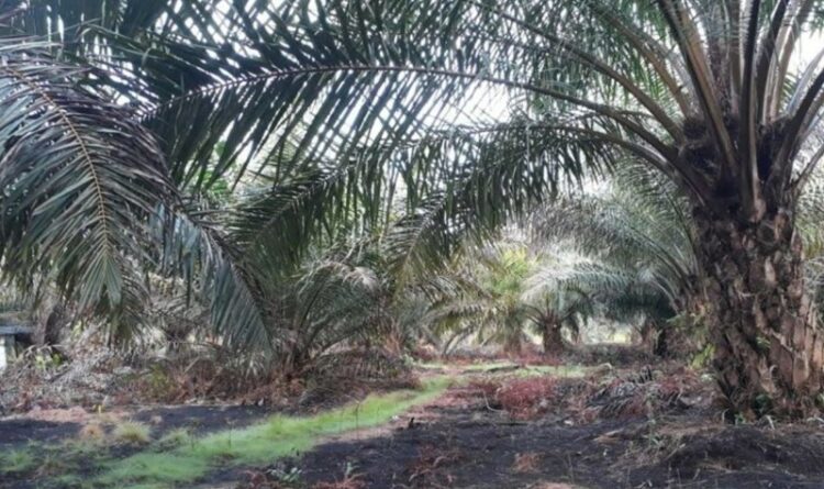 Banyak Perusahaan Perkebunan Kelapa Sawit di Kotim Belum Laksanakan Pasma Rakyat 20 Persen