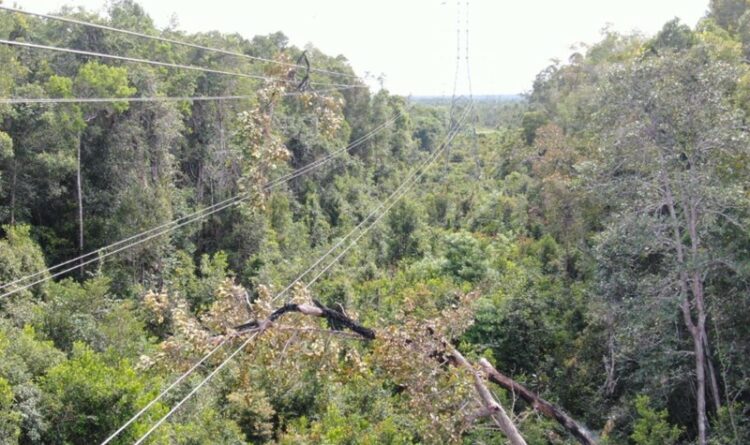 Penebangan Pohon Liar Akibatkan 17ribu Pelanggan PLN di Puruk Cahu Padam
