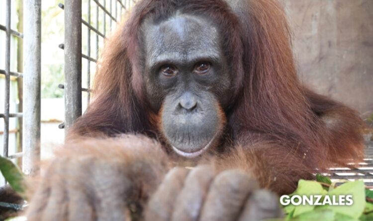 3 Orangutan Dilepasliarkan Ke Taman Nasional Bukit Baka Bukit Raya Kalteng
