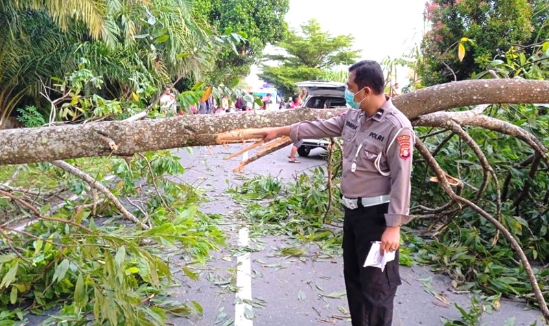 2 PemotorTewas Beruntun Usai Tabrak Pohon Tumbang di Jalan G. Obos XI Palangka Raya