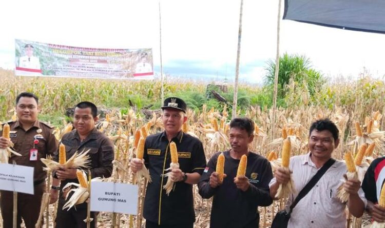 Bupati Gumas Jaya S Monong bersama Forkopimda saat melakukan panen jagung hibrida di desa Pilang Munduk, Kamis (10/11) sore.