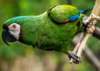 Ilustrasi Foto Burung Beo - Kompas