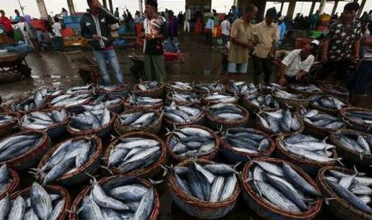 Ilustrasi Perikanan ( Foto - www.CNN Indonesia.com)