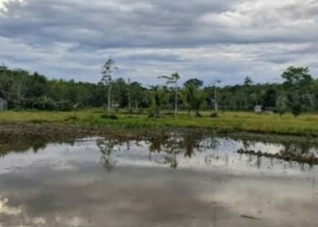 Desa Kupang Sudah Garap 250 Hektare Lahan Ketahanan Pangan