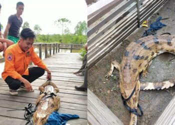 Seekor buaya kuning yang diamankan warga Katingan Hilir karena masuk dalam perangkap ikan, Rabu (16/11/2022).
