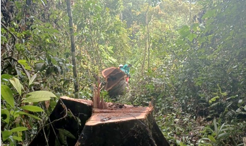Penebangan Pohon Liar Akibatkan 17ribu Pelanggan PLN di Puruk Cahu Padam