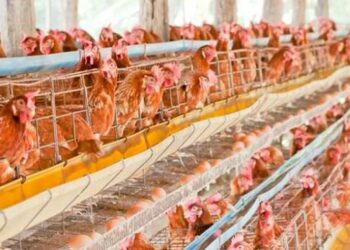 Foto Ilustrasi Peternakan Ayam Petelur ( Sumber - www.kompas.com )
