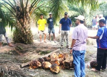 Diduga Curi Sawit di PT MAPA, Seorang Pria Diringkus Polisi
