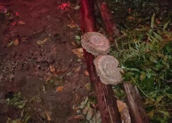 Teks Poto: Sarang tawon yang berhasil dievakuasi oleh Tim ERP