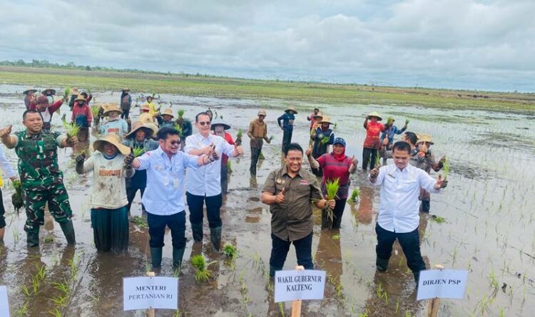 Wagub Kalteng Edy Pratowo mendampingi Menteri Pertanian RI Syahrul Yasin Limpo di kawasan food estate, Dadahup, Sabtu (26/11/2022).