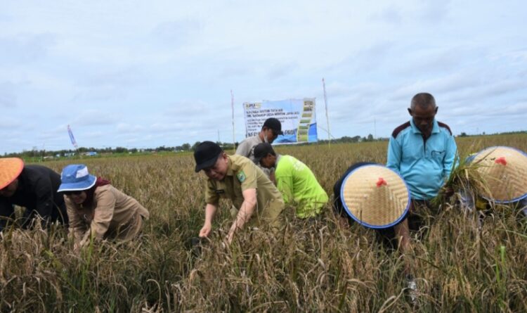 Bupati Kapuas Ben Brahim S Bahat panen raya padi di Kecamatan Dadahup.