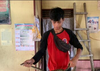 Waduh, Ular Piton Sepanjang 1,5 Meter Melingkar di Plafon Rumah Warga