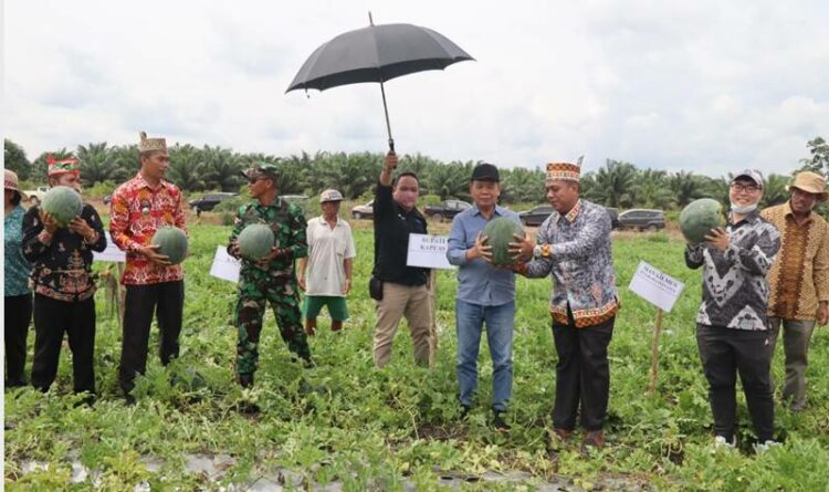 Bupati Kapuas Ben Brahim S Bahat panen raya buah semangka di Desa Keladan Kecamatan Mantangai bersama warga