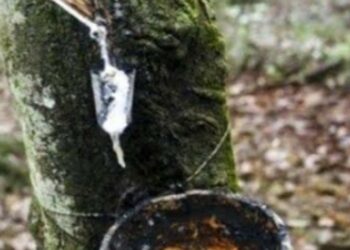 Harga Tak Menentu, PHL Ogah Lirik Perkebunan Karet