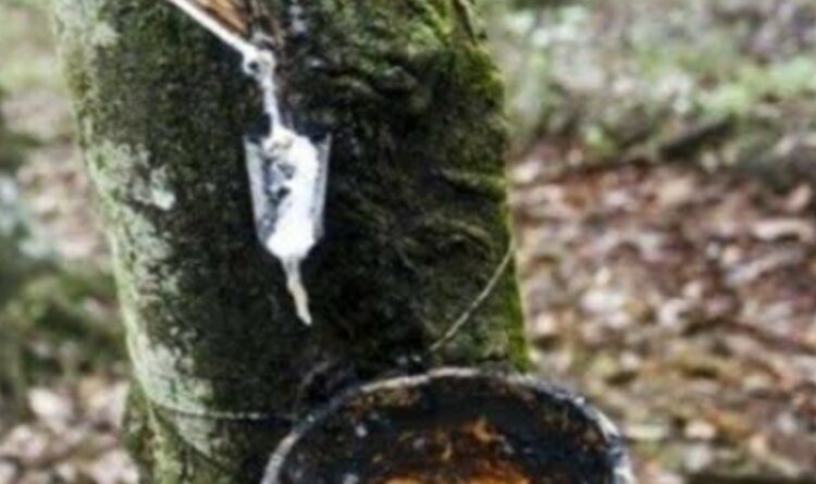 Harga Tak Menentu, PHL Ogah Lirik Perkebunan Karet