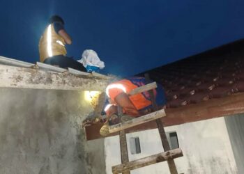 Astaga, Petugas Temukan Sarang Tawon Vespa Raksasa di Atap WC Rumah Warga