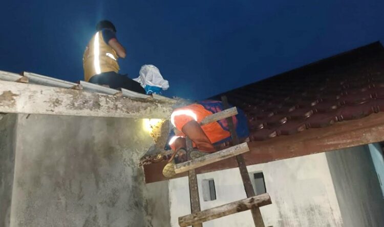 Astaga, Petugas Temukan Sarang Tawon Vespa Raksasa di Atap WC Rumah Warga