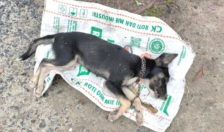 Anjing Peliharaan Warga Jalan Biduri, Tewas Tersengat Tawon Vespa
