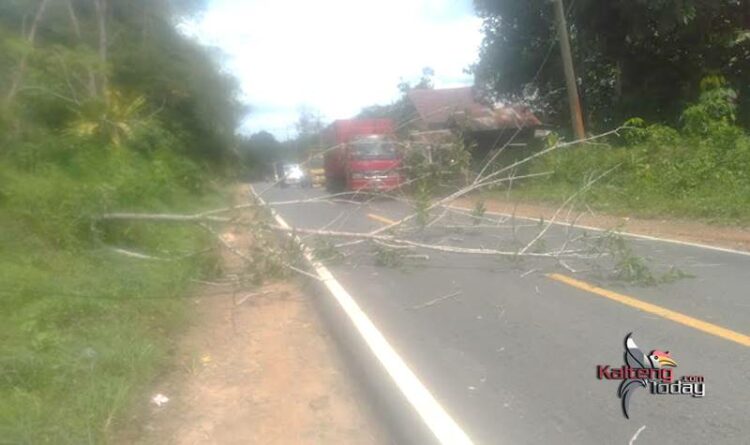 Pohon Tumbang Ruas Jalan Negara Ampah -Banjarmasin Nyaris Mencelakai Pesepeda Motor