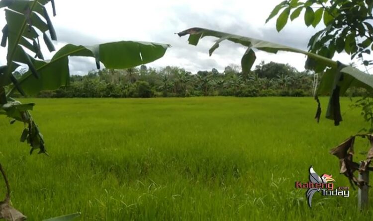 Sebuah petakan sawah yang subur di Desa Bambulung, Kecamatan Pematang Karau. Seperti sebuah simbol kemapanan pertanian di desa setempat. (foto : Agus Prasetyo G)