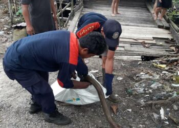 Teks Poto: Ular kobra pada saat dievakuasi petugas DPKP Kota Palangka Raya.