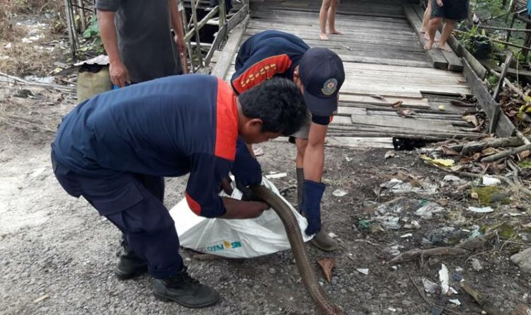 Teks Poto: Ular kobra pada saat dievakuasi petugas DPKP Kota Palangka Raya.