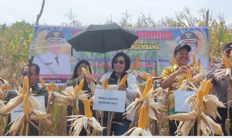 Wakil Bupati Gumas Efrensia LP Umbing bersama pejabat setempat sedang melaksanakan panen jagung hibrida di Rahuyan, Jumat (13/1).