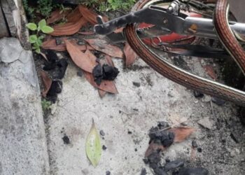 Teks Poto: Ular lidi sepanjang 80 sentimeter pada saat dievakuasi Tim Rescue DPKP Kota Palangka Raya.