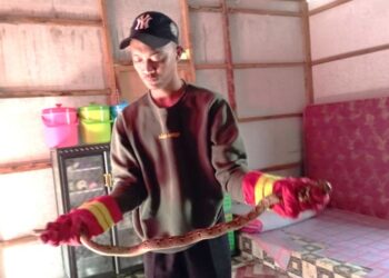 Baru Bangun Tidur, IRT Dikagetkan Ular Piton Sepanjang 1,5 Meter