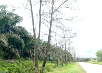 Pohon Akasia di Kecamatan Telawang Membahayakan Pengguna Jalan