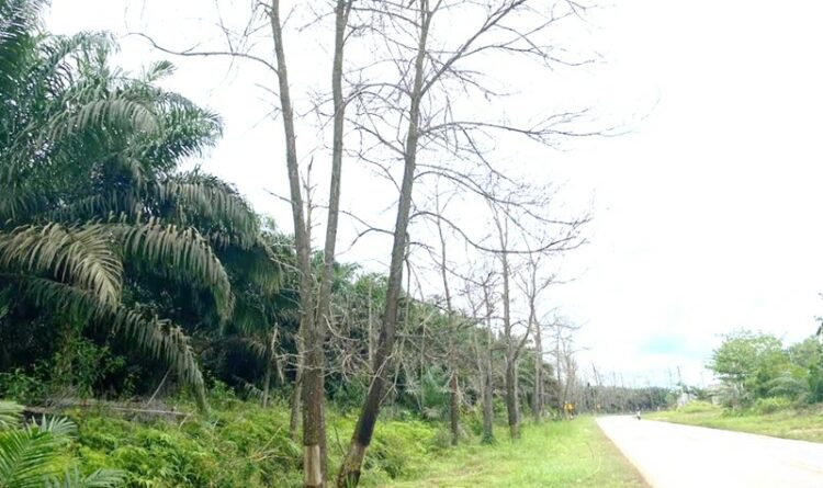 Pohon Akasia di Kecamatan Telawang Membahayakan Pengguna Jalan