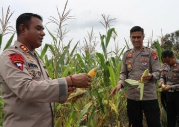 Kapolres Puji Jagung Hasil Panen Lahan Ketahanan Pangan Polres Bartim