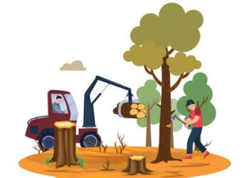 Membahayakan, Warga Minta Pemangkasan Pohon Tua di Sampit