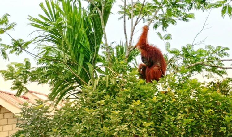 Teks Foto : Orangutan jantan pada saat berada di pohon rambutan warga.