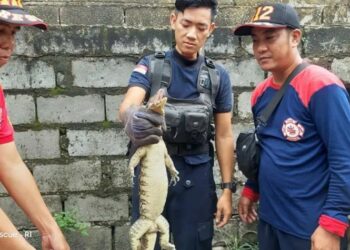 Seekor Biawak Agresif  Masuk Rumah Warga di Palangka Raya