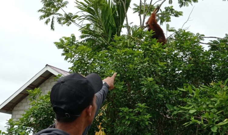 Teks Poto: Salah seorang warga pada saat menunjukkan lokasi keberadaan orangutan.