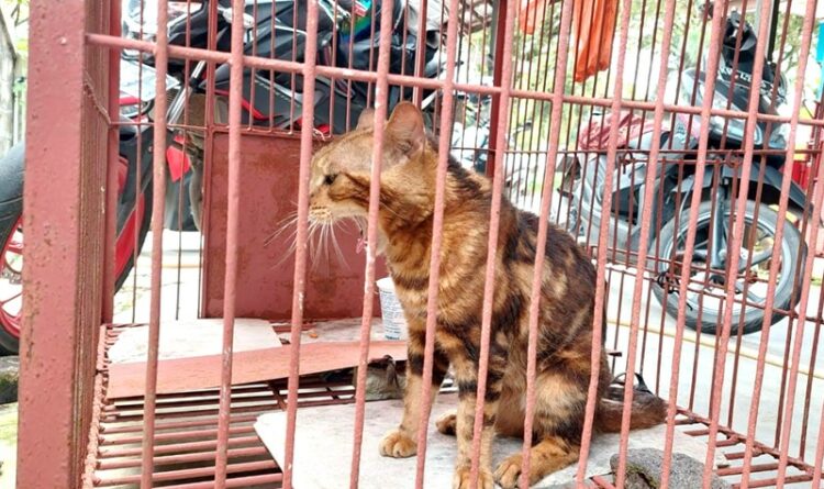 Masuk Ke Permukiman Warga, Seekor Kucing Hutan Berhasil Dievakuasi