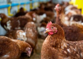 Desa Wungkur Baru Dijadikan Pilot Project Kembangkan Ternak Ayam Petelur