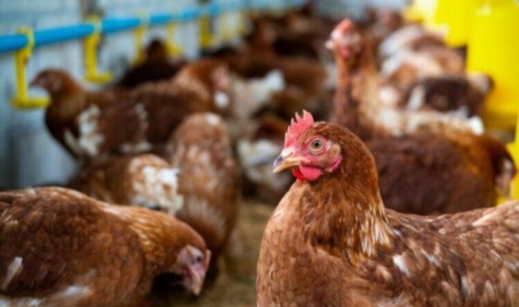 Desa Wungkur Baru Dijadikan Pilot Project Kembangkan Ternak Ayam Petelur