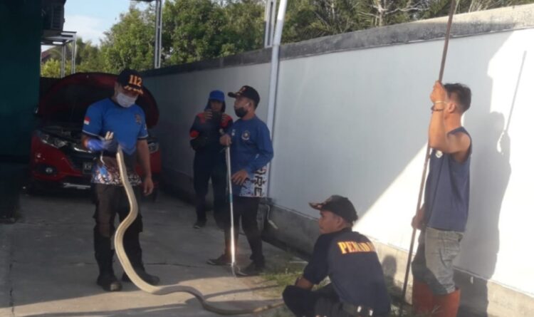 Lagi Asyik Ngopi, Warga Dikagetkan Keberadaan Ular Kobra di Kap Mobil