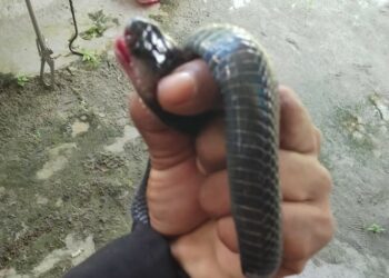 Waduh, Seekor Kobra Sembur Masuk ke Rumah Warga di Palangka Raya