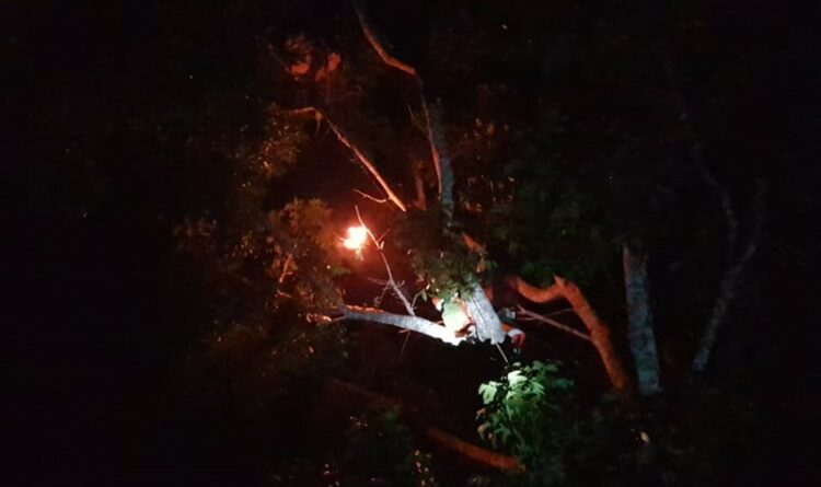 Teks Poto: Petugas DPKP Kota Palangka Raya, pada saat mengevakuasi sarang tawon vespa di pohon Maho
