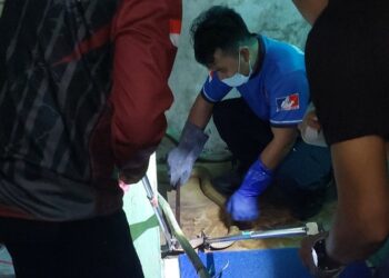 Masuk Warung Sayur, Kobra Sepanjang 3 Meter Dievakuasi