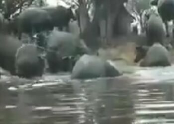 Pesona Kampung Air dan Kerbau Rawa di Juru Banu