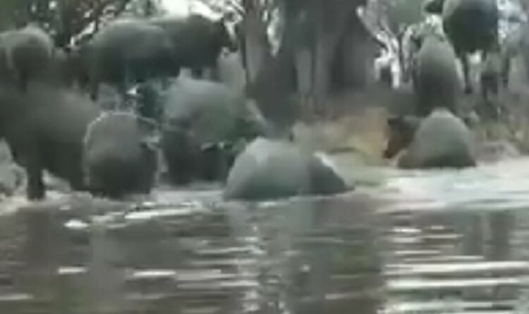 kumpulan kerbau rawa yang berenang dan menepi saat berjemur (foto : ist)